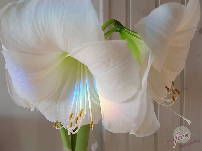 Flowers002_quer_©LisaSagl