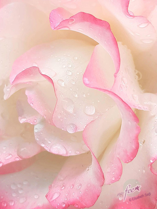 Flowers003_hoch_©LisaSagl
