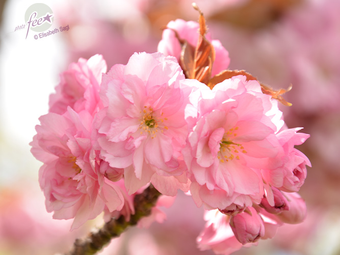 Flowers003_quer_©LisaSagl