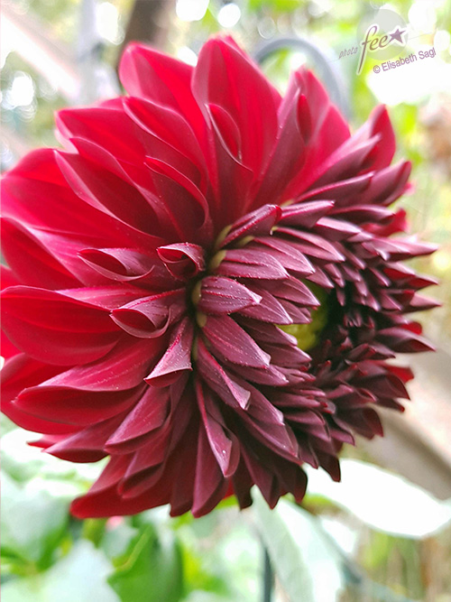 Flowers004_hoch_©LisaSagl