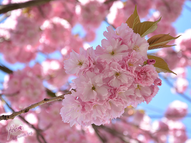 Flowers005_quer_©LisaSagl