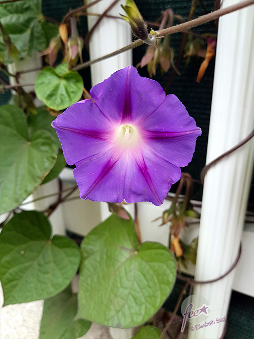 Flowers009_hoch_©LisaSagl