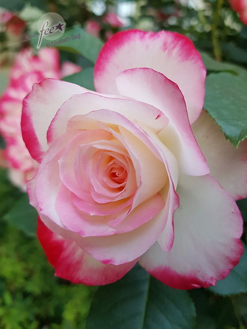 Flowers015_hoch_©LisaSagl