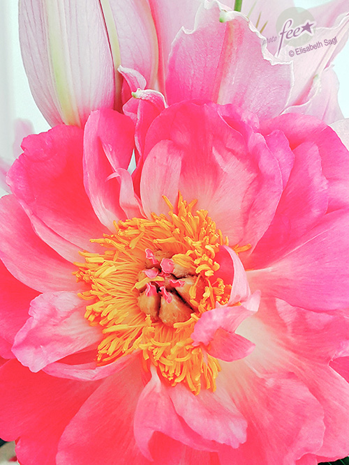 Flowers005_hoch_©LisaSagl