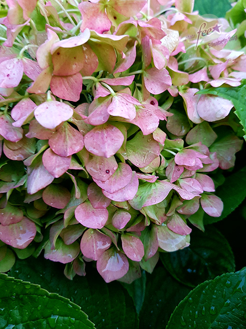 Flowers006_hoch_©LisaSagl