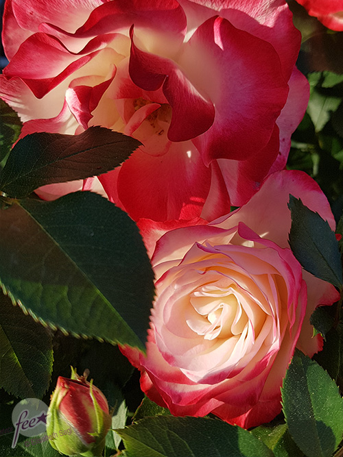 Flowers016_hoch_©LisaSagl